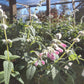 Salvia leucantha 'Danielle's Dream' --Mexican Bush Pink Sage--