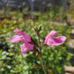 Salvia microphylla --Flower Child Mountain Sage--