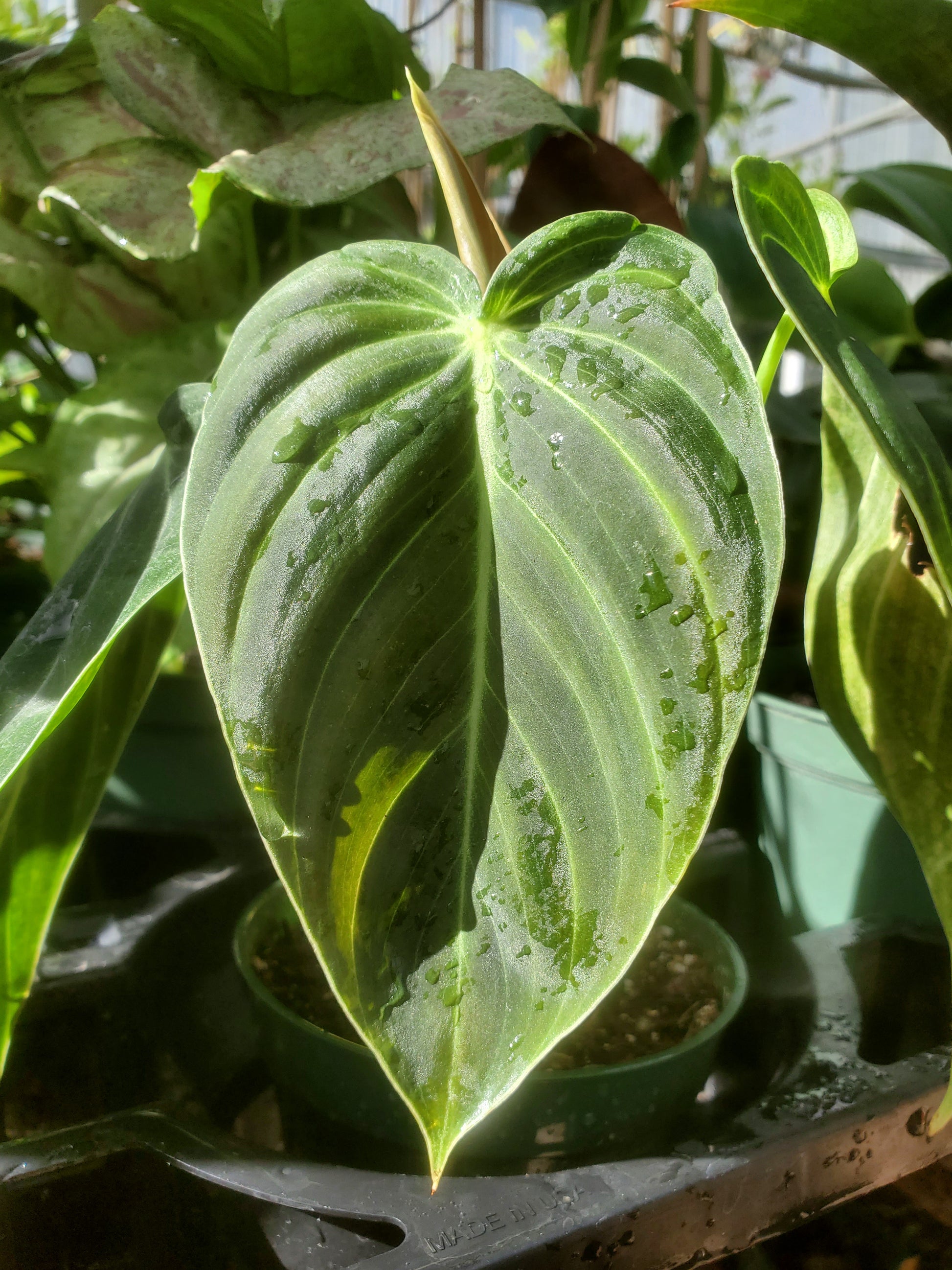 black gold philodendron philodendron melanochrysum Philodendron melanochrysum --Black Gold Philodendron--