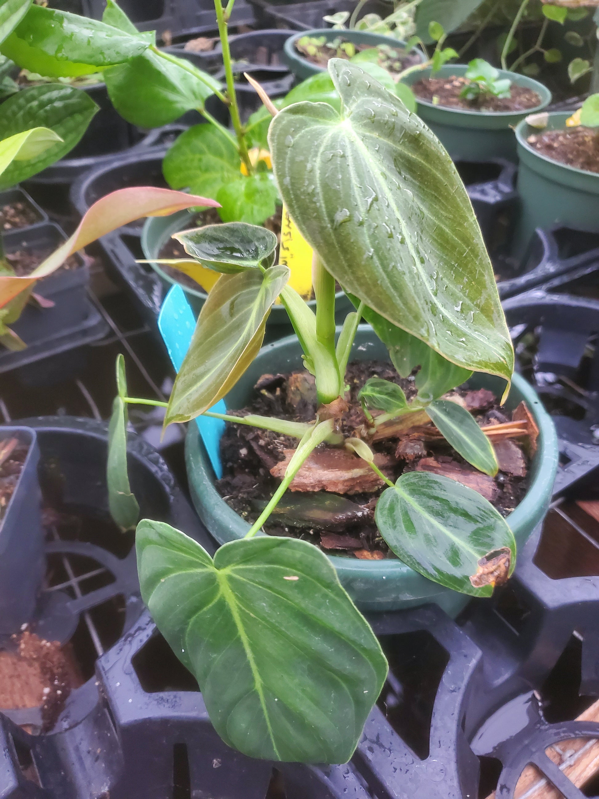 paper black gold philodendron for sale Philodendron melanochrysum --Black Gold Philodendron--
