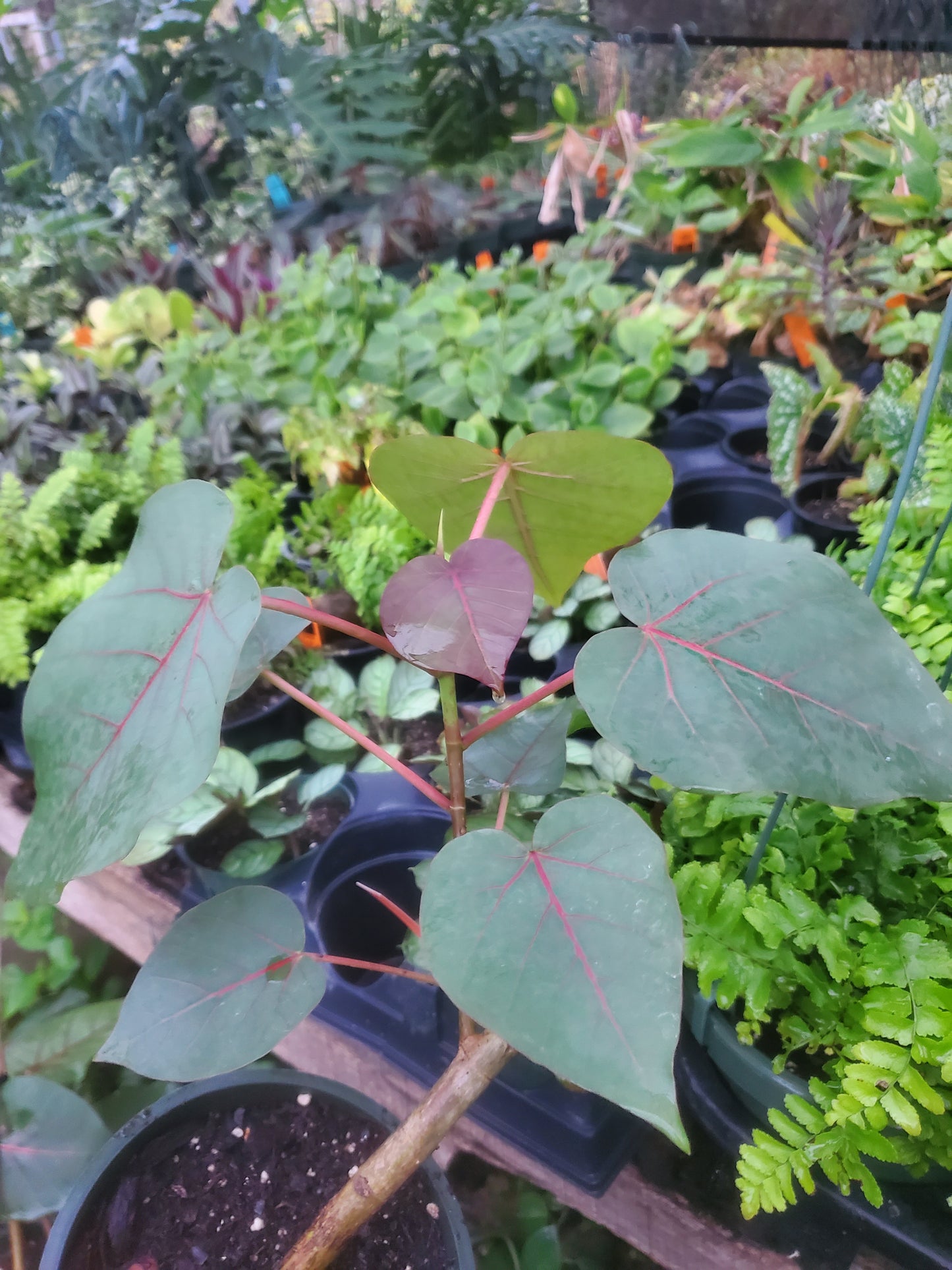 Ficus petiolaris --Rock Fig--