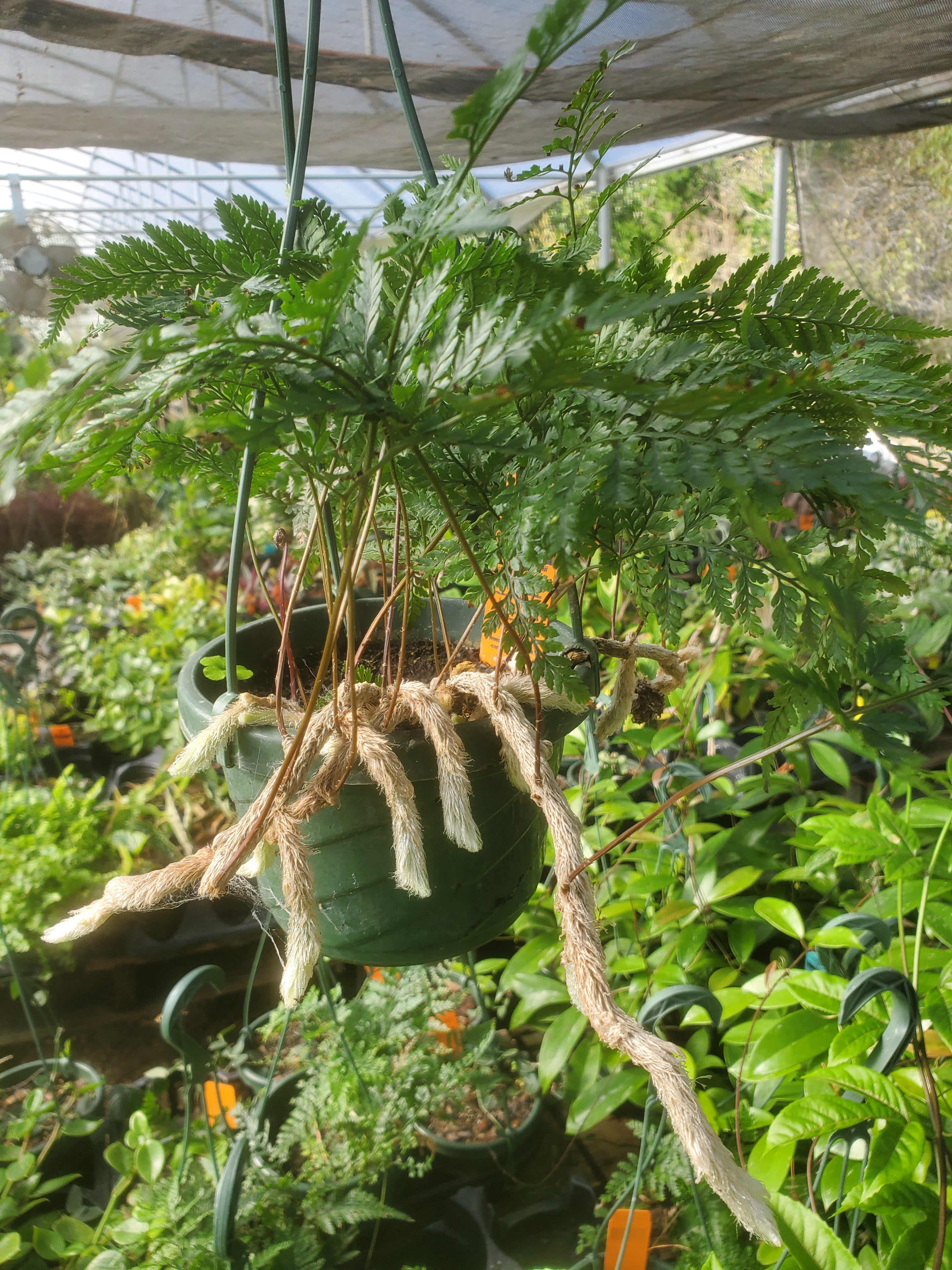 Humata Fern Humata tyermanii --White Rabbit's Foot Fern-- - Nursery Taylor – Lone ...
