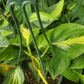 Philodendron hederaceum 'Oxycardium' --Variegated Heart Leaf Philodendron--