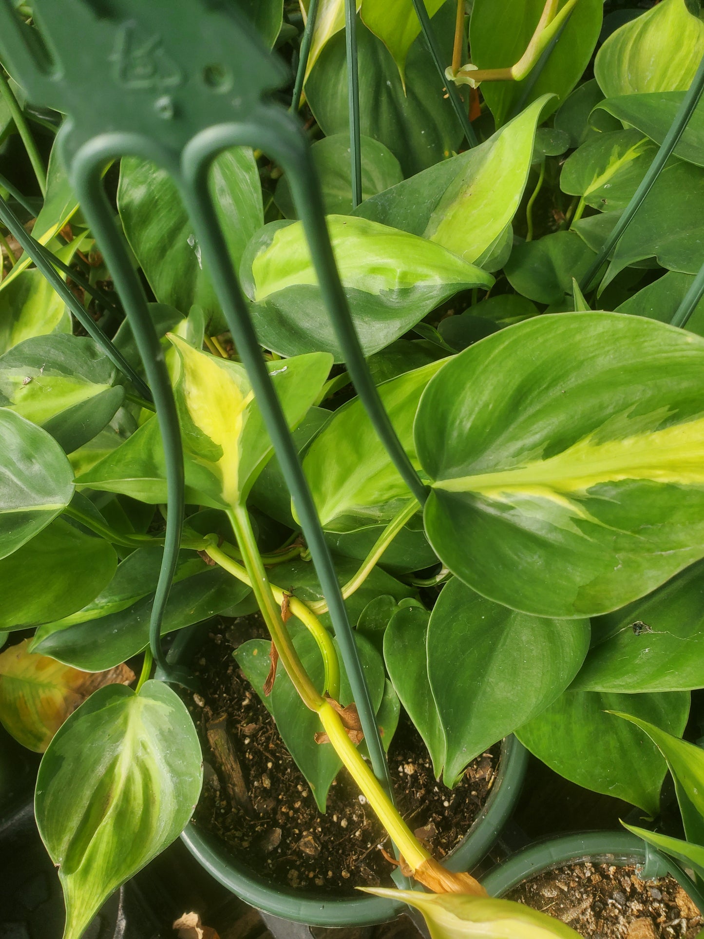 Philodendron hederaceum 'Oxycardium' --Variegated Heart Leaf Philodendron--