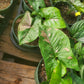 Syngonium podophyllum --Pink Splash Arrowhead Vine--