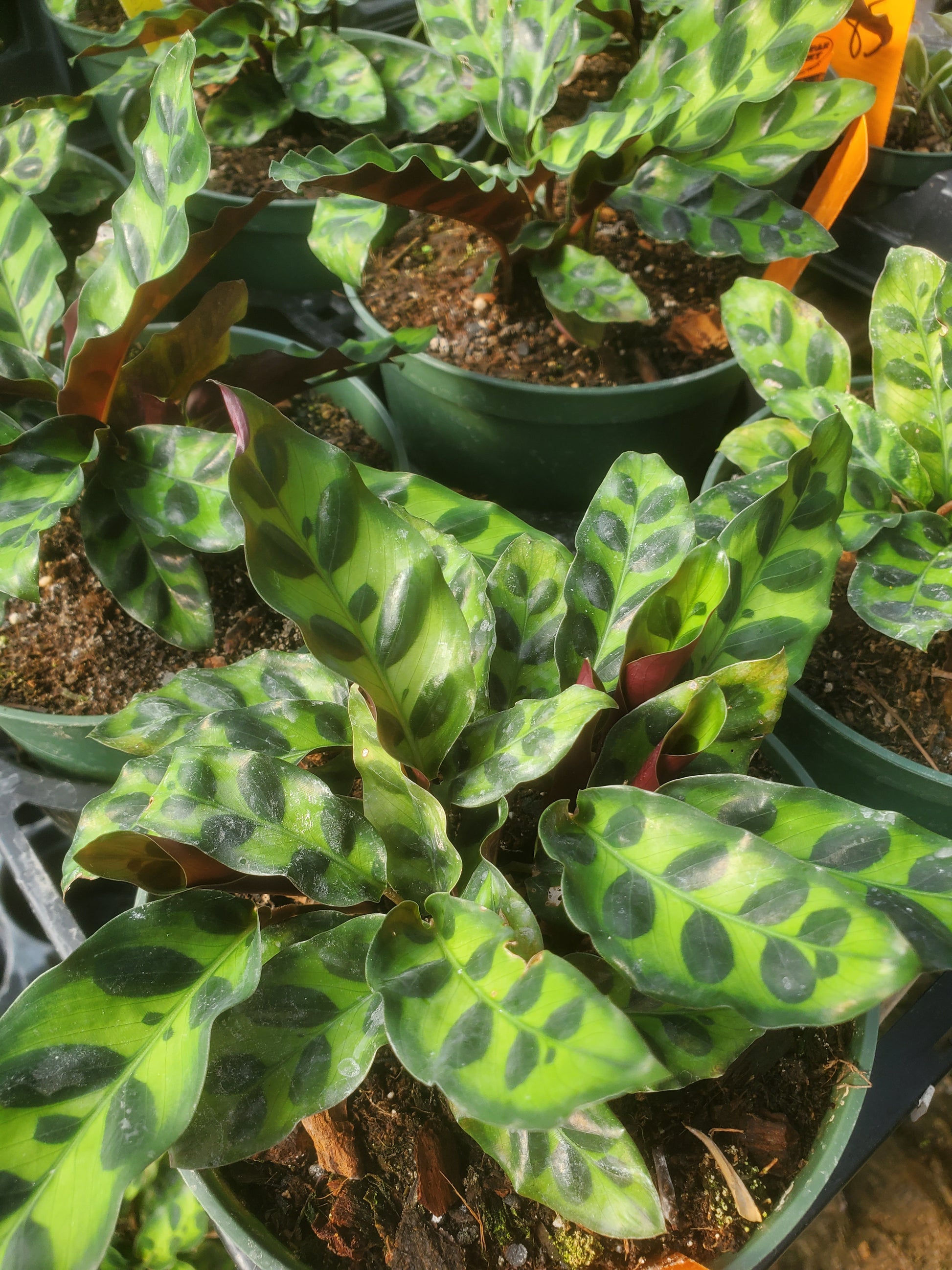 calathea rattle snake plant Calathea lancifolia --Rattlesnake Plant--