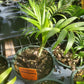 Chamaedorea elegans --Parlor Palm--