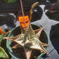 Aloe deltoideodonta 'Delta Lights'