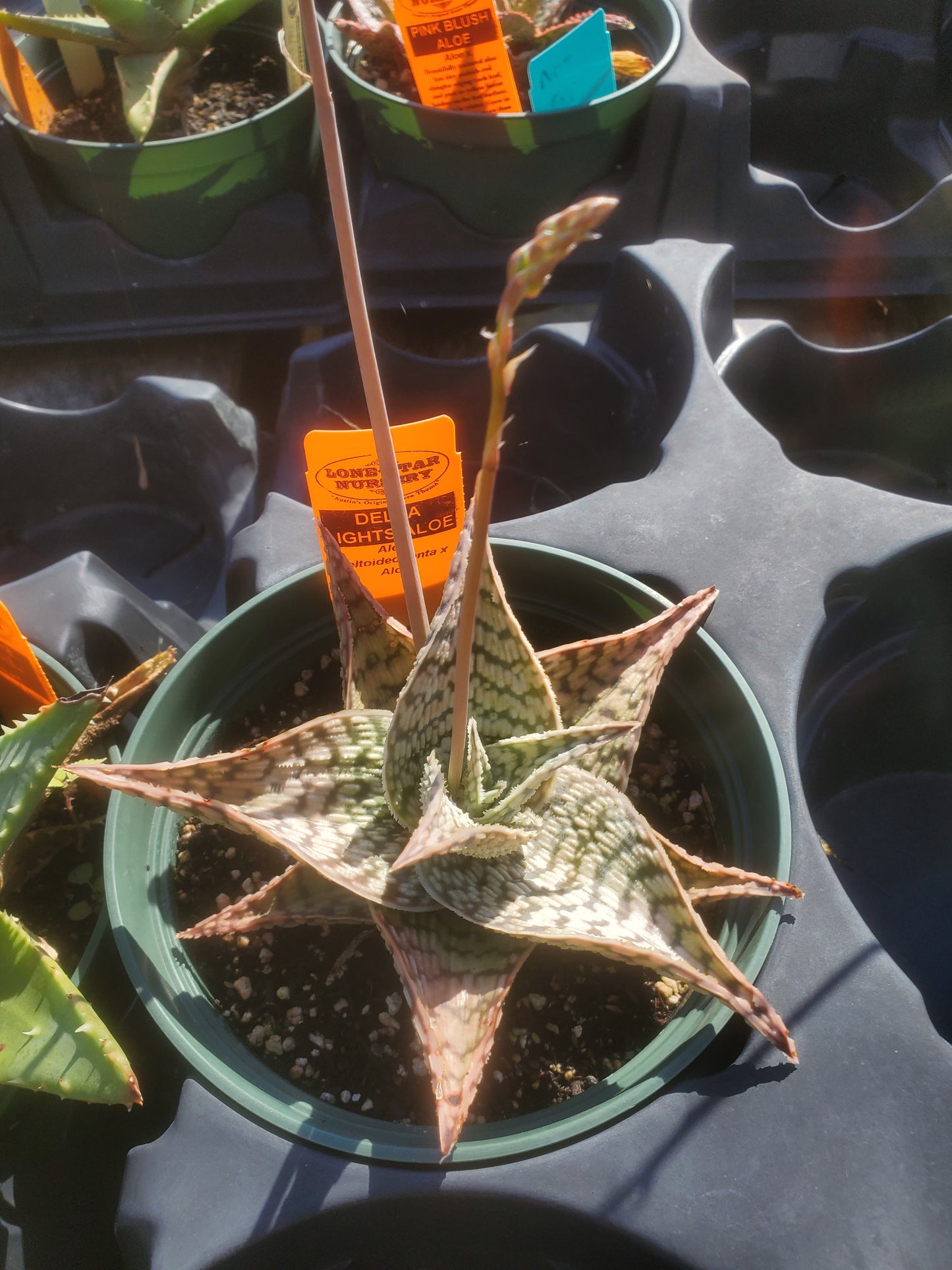 Aloe deltoideodonta 'Delta Lights'