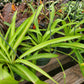 Chlorophytum comosum --Green Spider Plant--