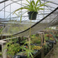 Chlorophytum comosum --Green Spider Plant--