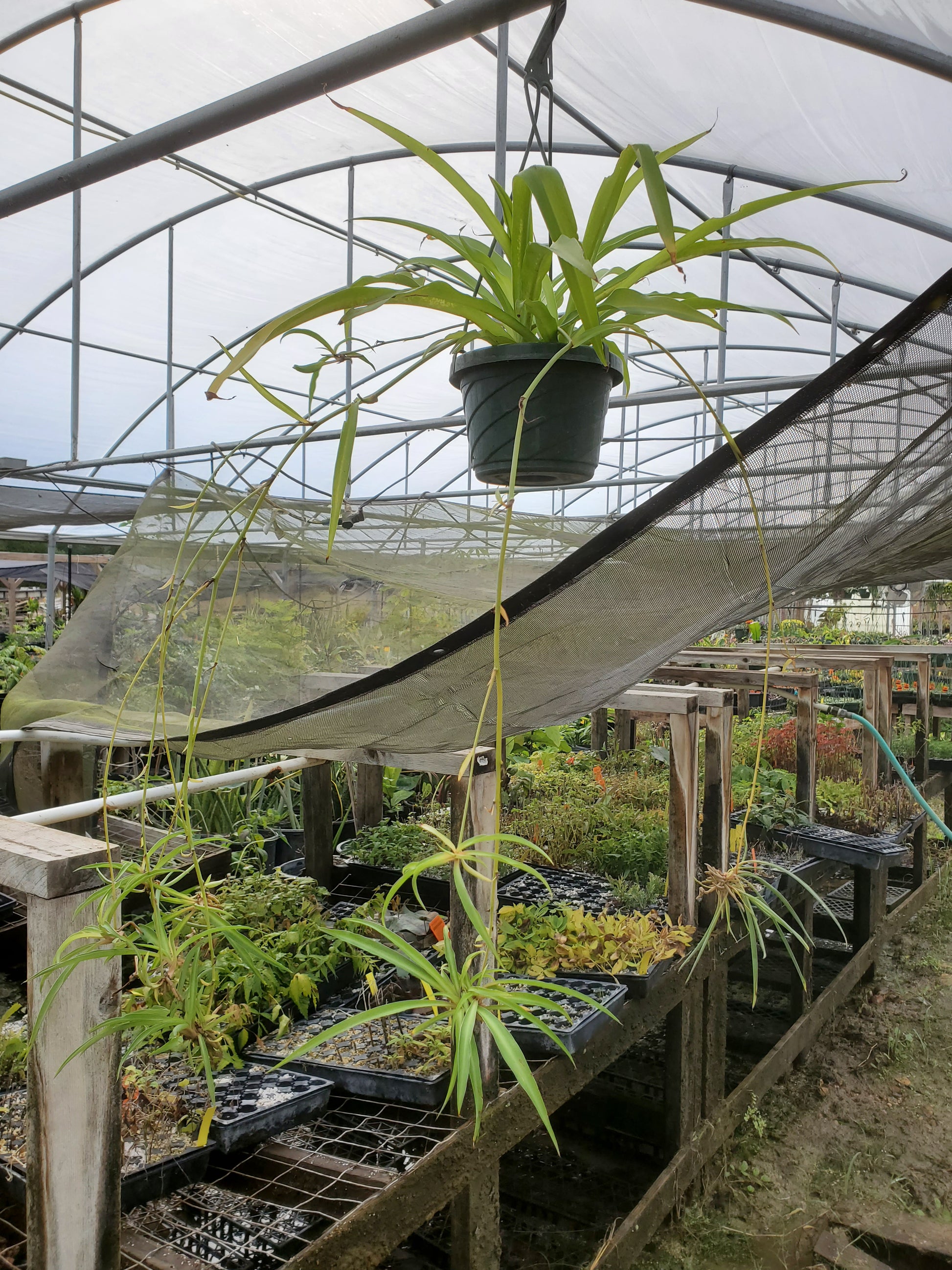 spider plant nursery Chlorophytum comosum --Green Spider Plant--