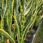 Sansevieria trifasciata --Futura Superba Snake Plant--