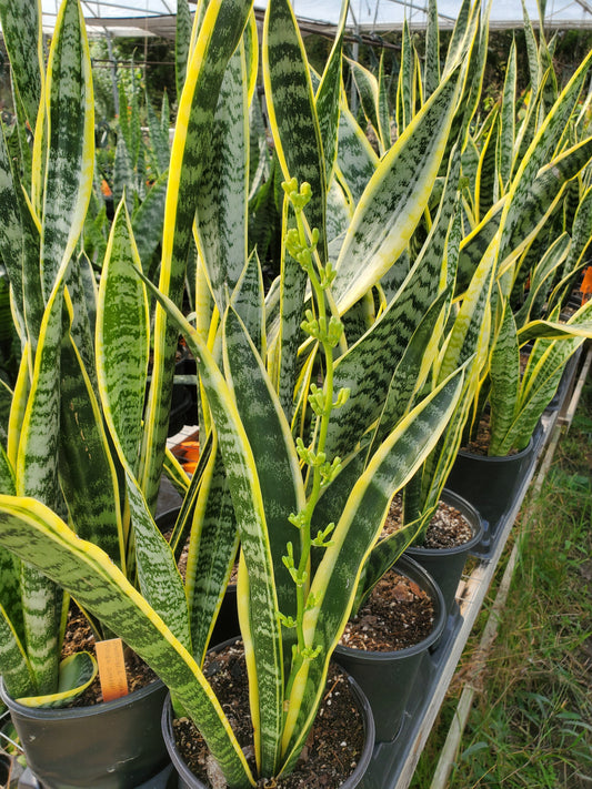 Sansevieria trifasciata --Futura Superba Snake Plant--