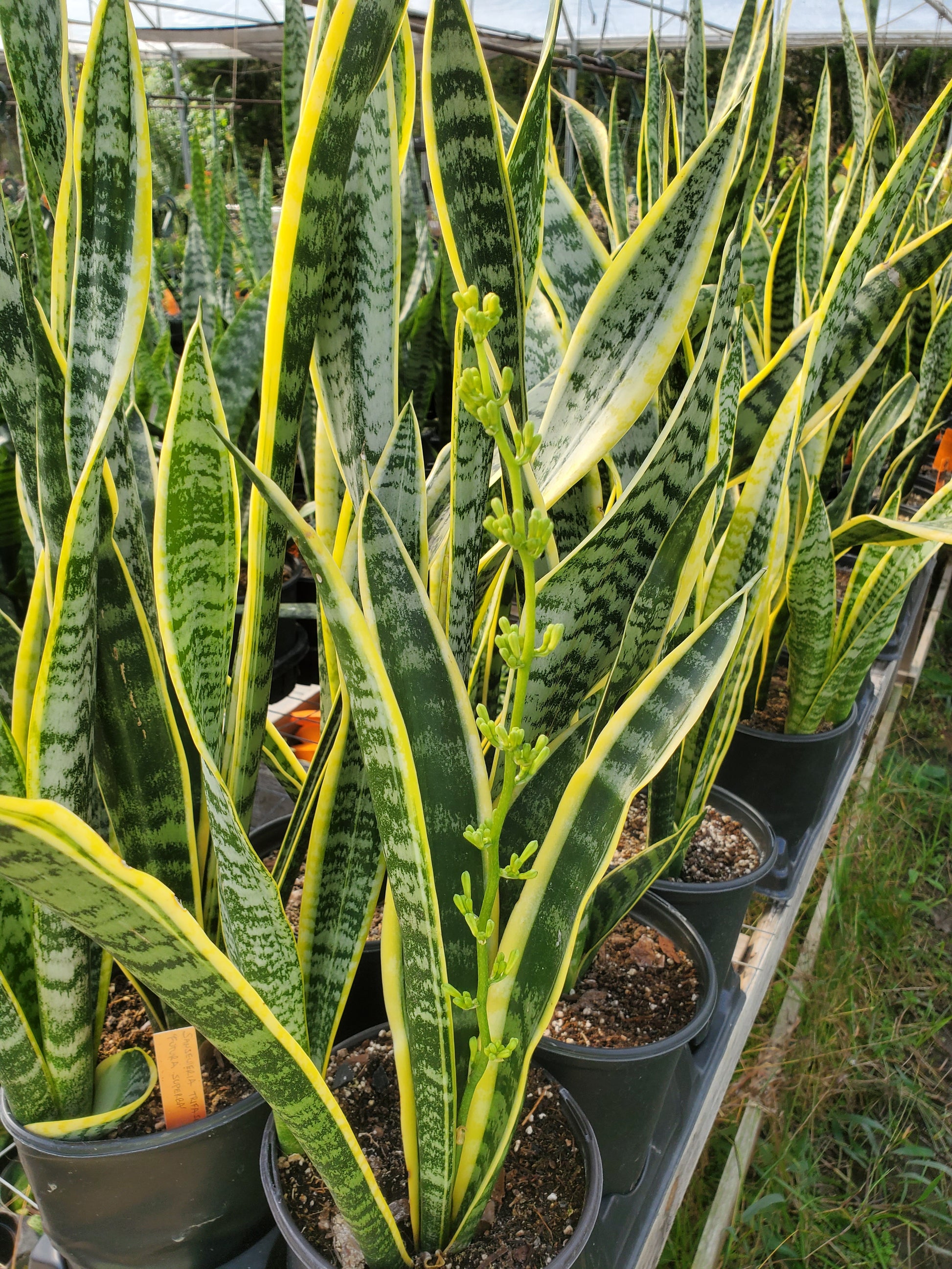 sansevieria snake plant in woven river grass Sansevieria trifasciata --Futura Superba Snake Plant--