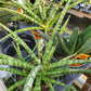 Sansevieria --Fernwood Punk Snake Plant--