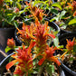 Justicia fulvicoma --Orange Shrimp Plant--