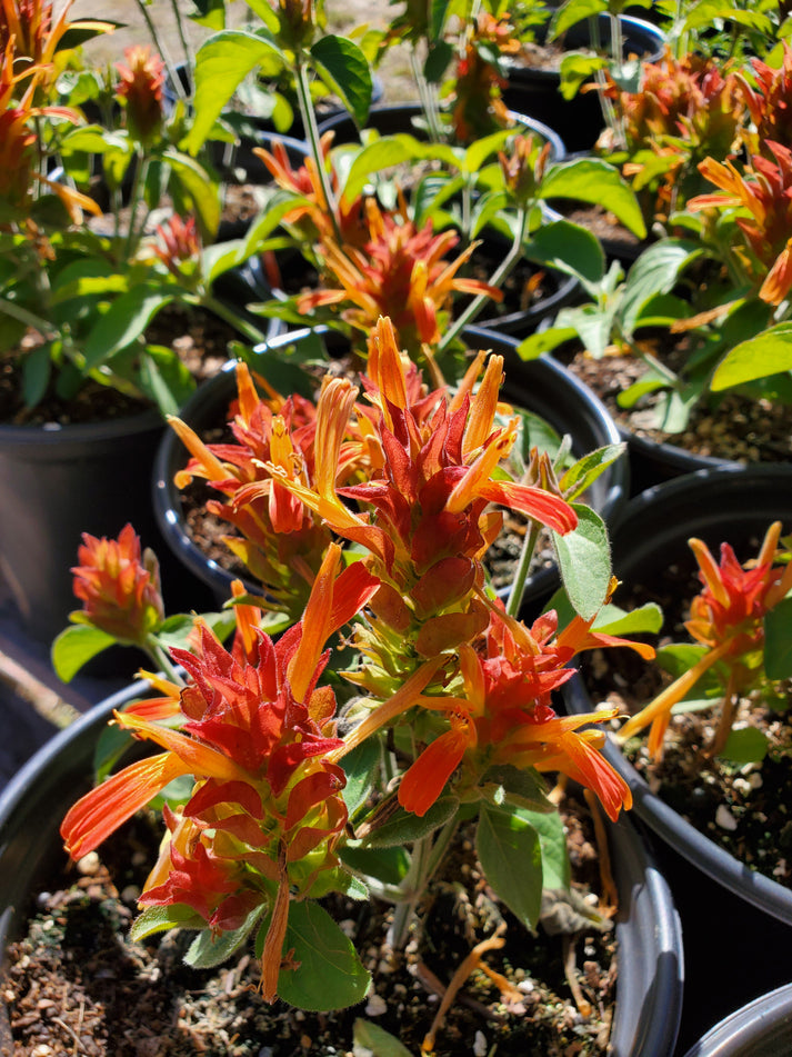 Justicia Orange Shrimp Plant Local Nurseries Lone
