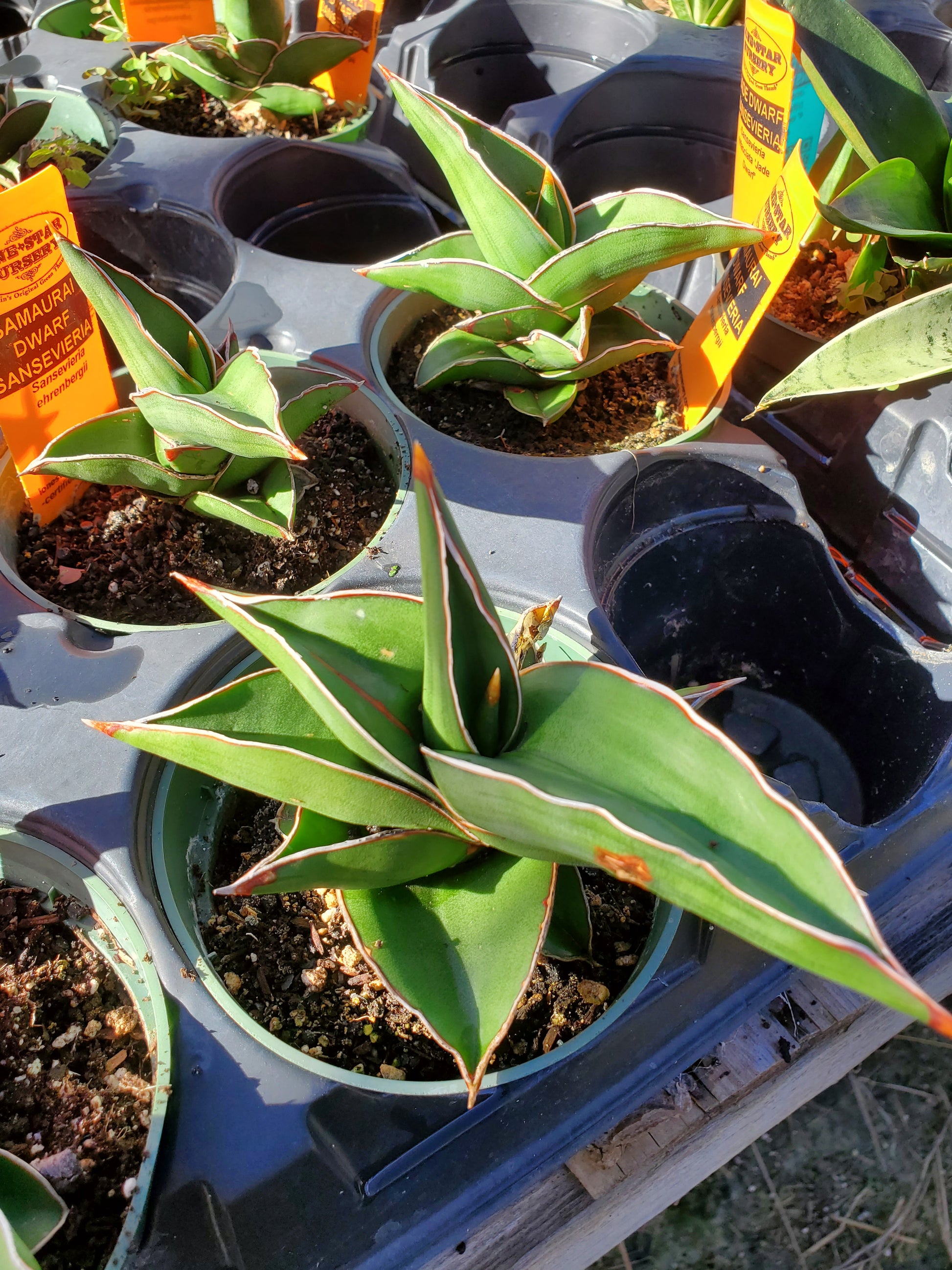 dwarf samurai snake plant Sansevieria ehrenbergii --Samurai Dwarf Snake Plant--