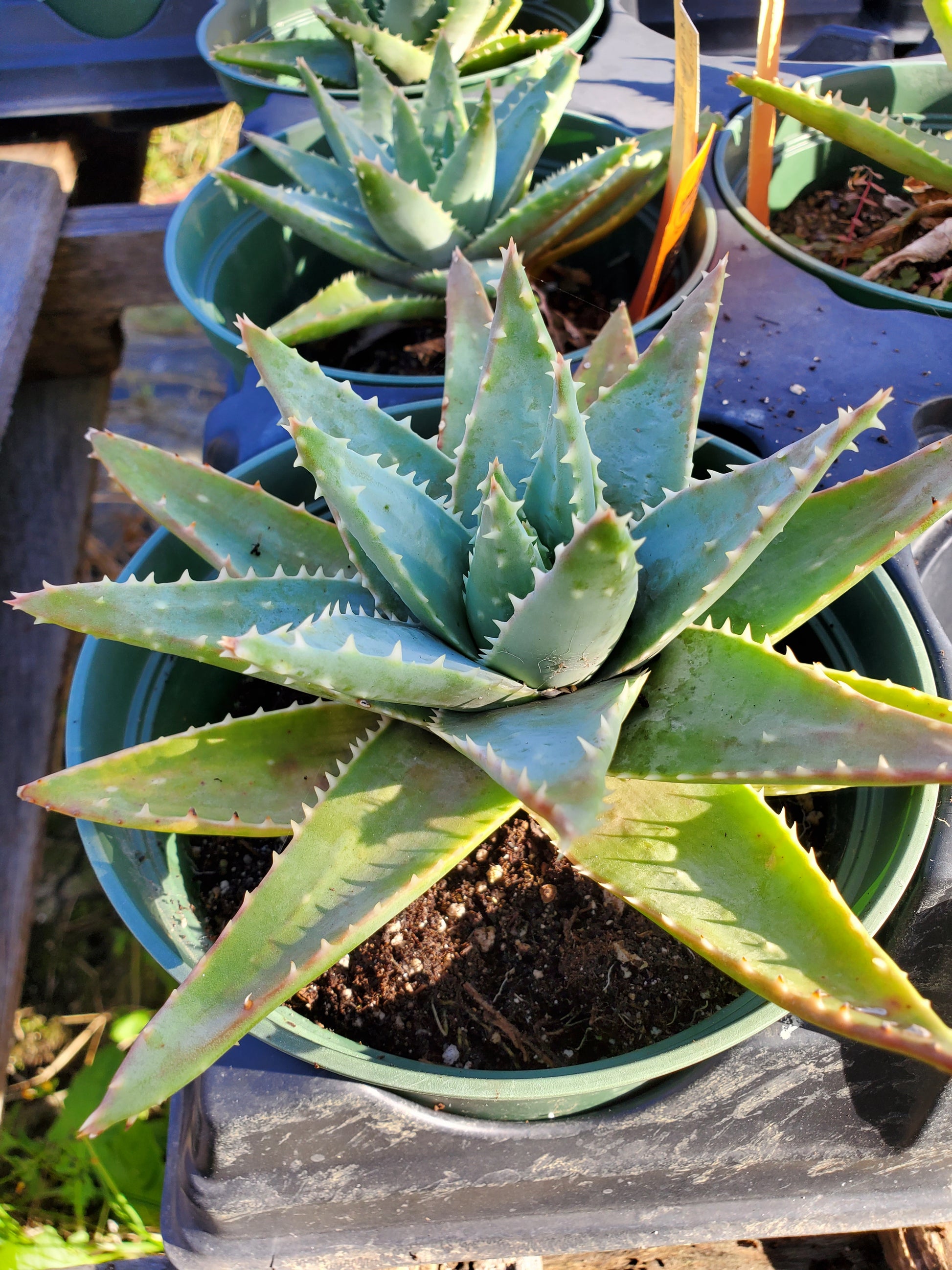 short aloe vera plant Aloe brevifolia --Short-Leaved Aloe--