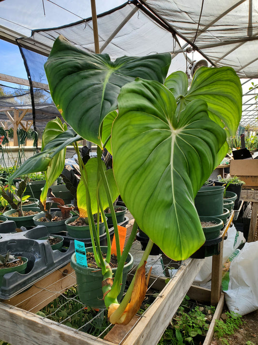 Philodendron gloriosum x. --McDowell Philodendron--