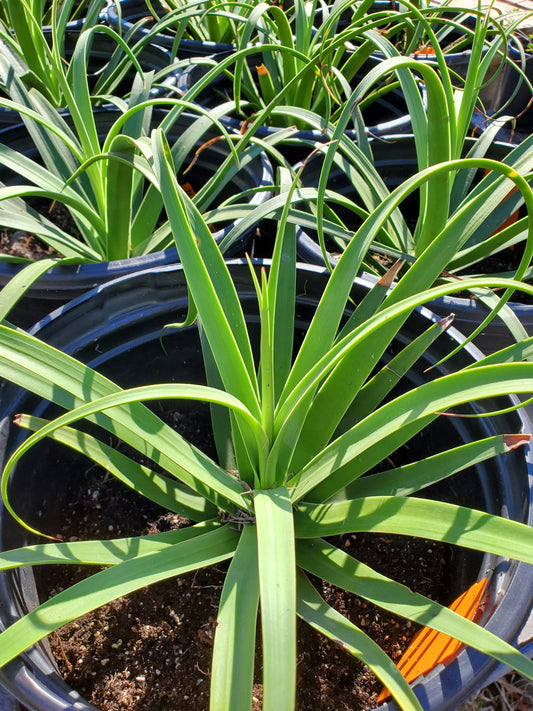 Agave bracteosa 'Squid'