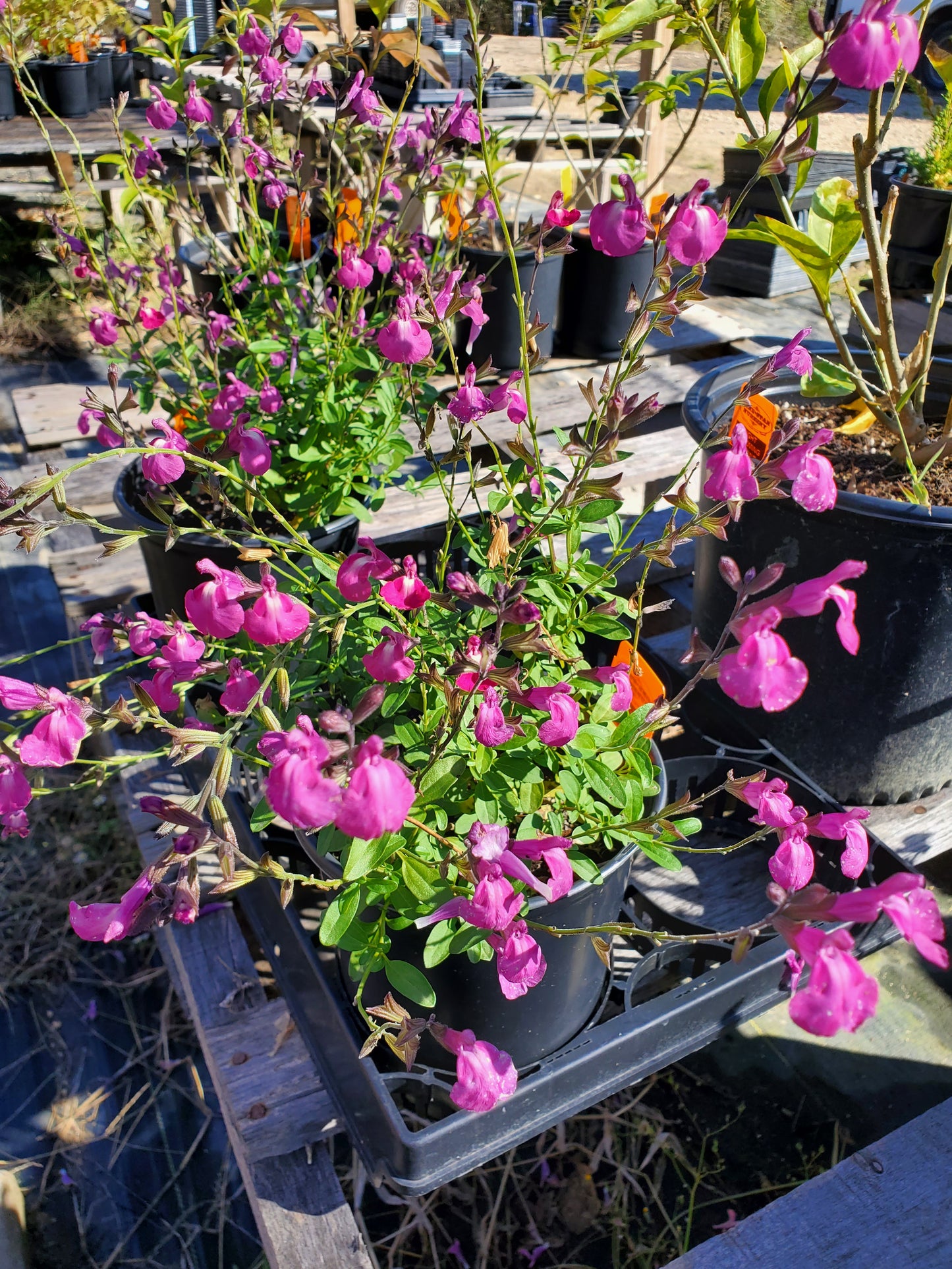 Salvia jamensis --Plum Parfait Sage--