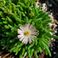 Delosperma cooperi --Rose Quartz Jewel of the Desert--