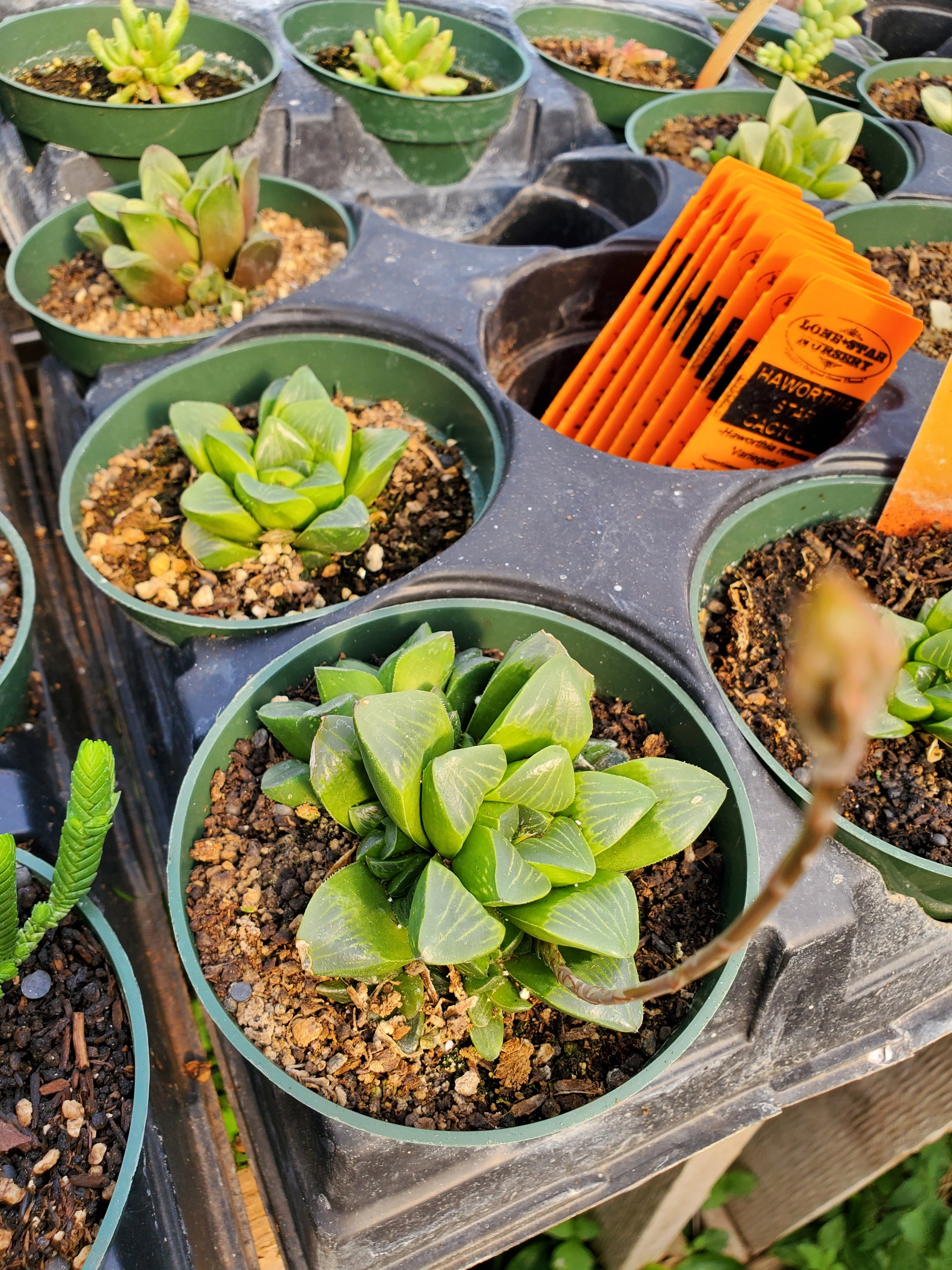 retusa succulent Haworthia retusa