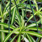 Chlorophytum comosum 'Vittatum' --Variegated Spider Plant--