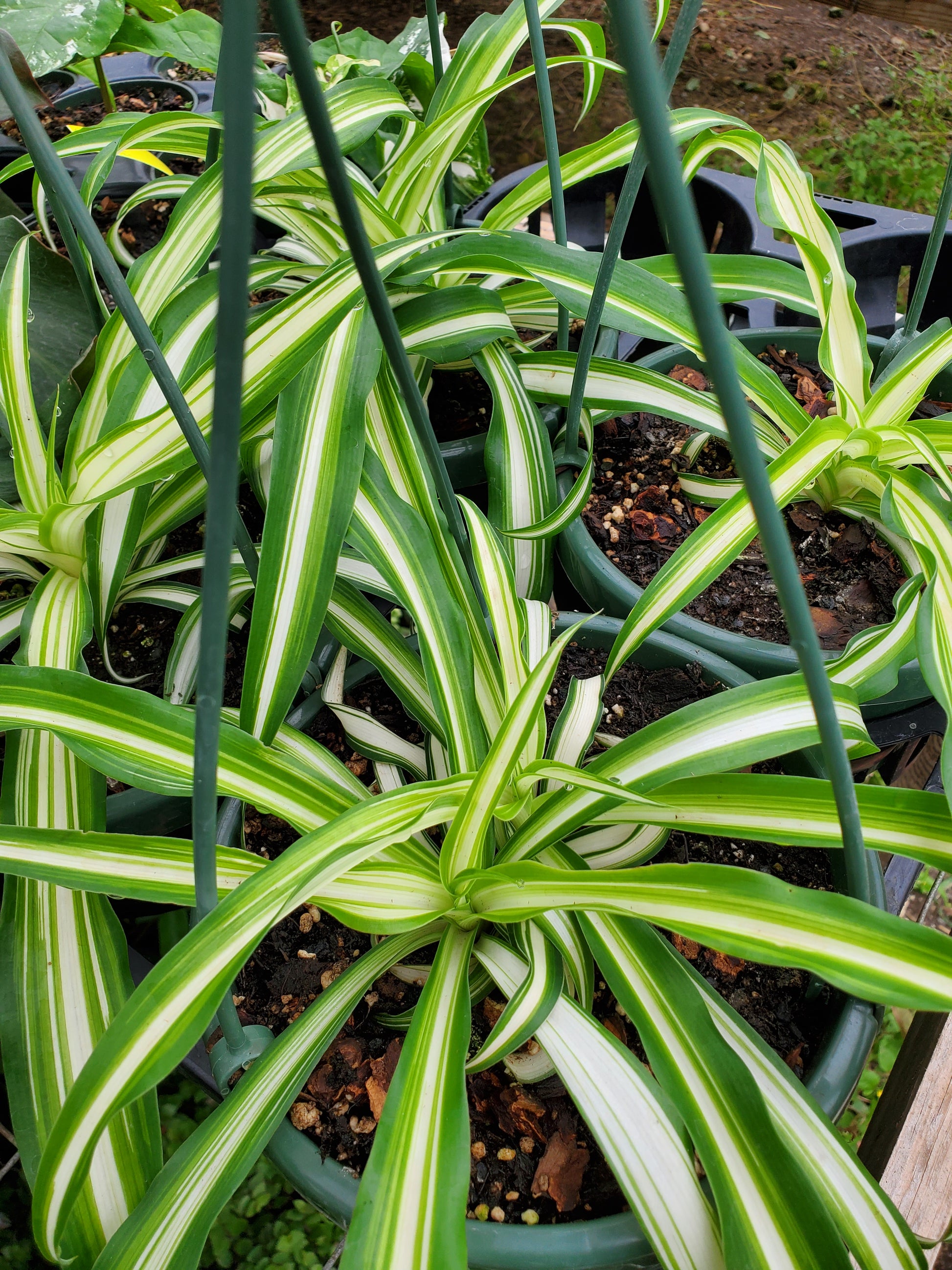 chlorophytum undulatum Chlorophytum comosum 'Vittatum' --Variegated Spider Pl