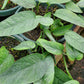 Epipremnum pinnatum --Cebu Blue Pothos--