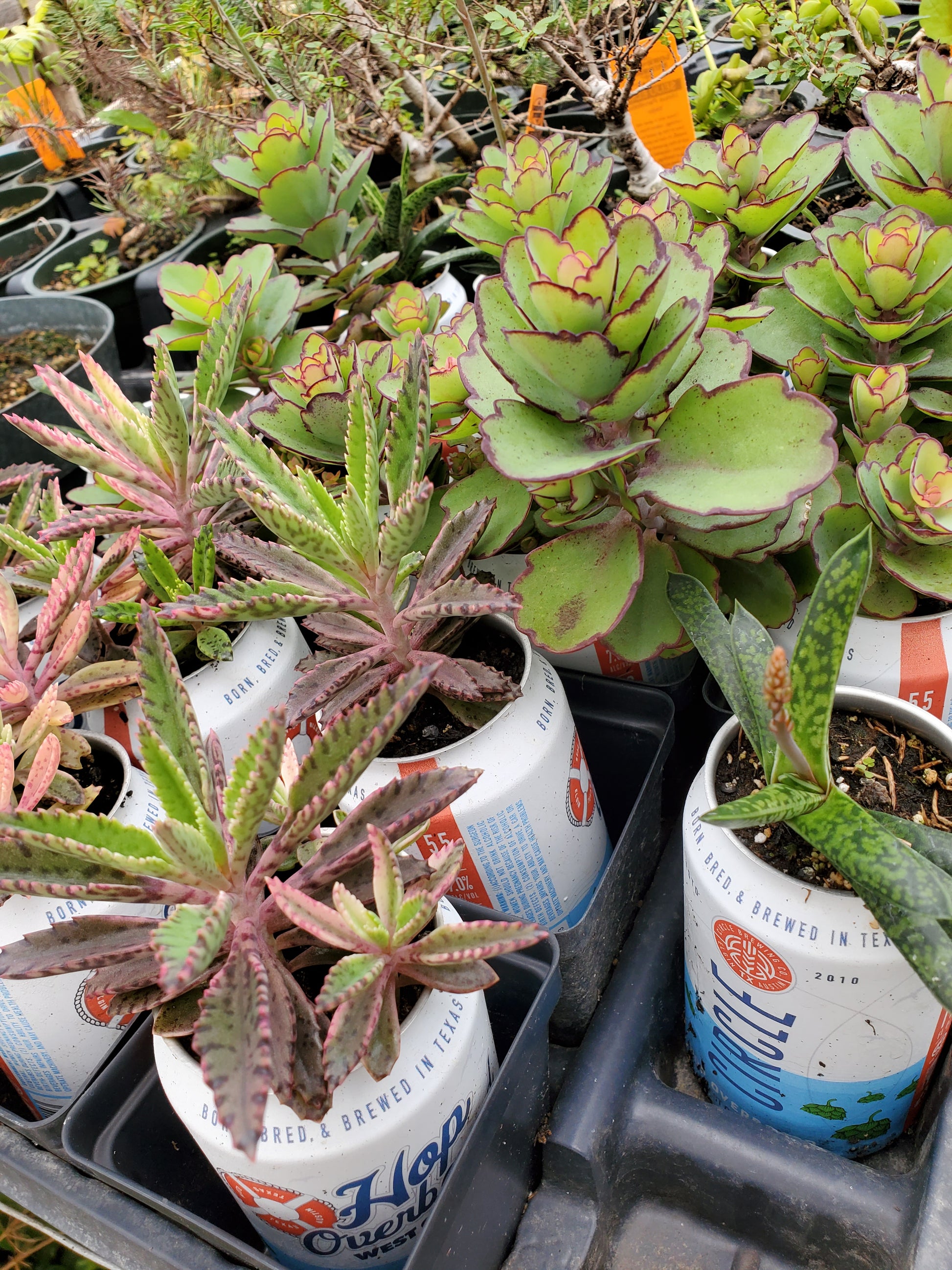succulent nursery austin Souvenir Variety Succulent