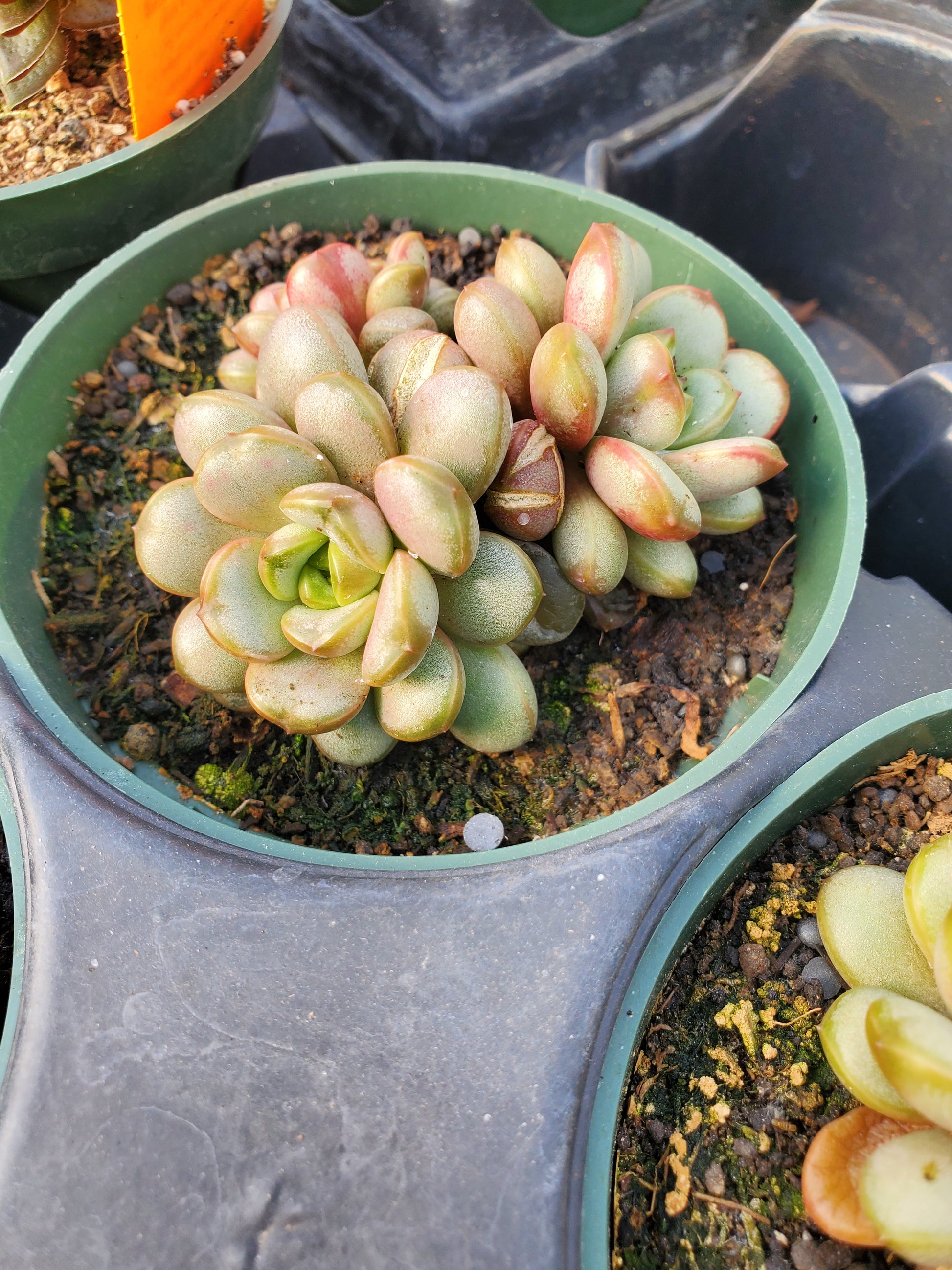 succulents that look like grapes Graptoveria x. 'Amethorum' --Grape Graptoveria--