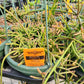 Rhipsalis cereuscula --Coral Cactus--
