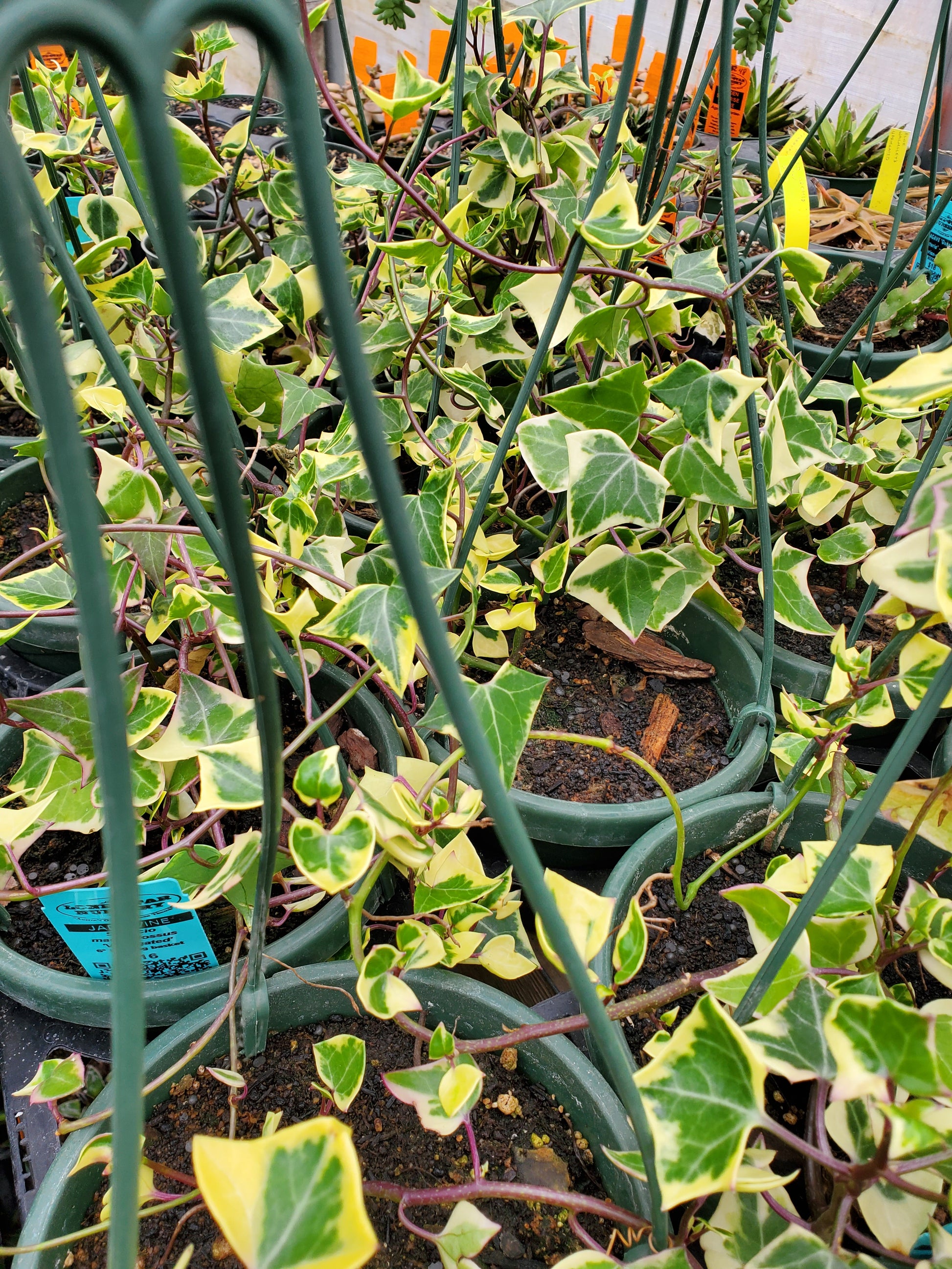 jade ivy plant Senecio macroglossus f. variegatus --Variegated Jade V