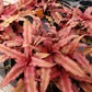 Cryptanthus bivittatus 'Ruby Star'