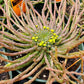 Euphorbia flanaganii --Medusa's Head--