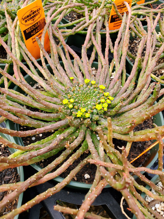Euphorbia flanaganii --Medusa's Head--