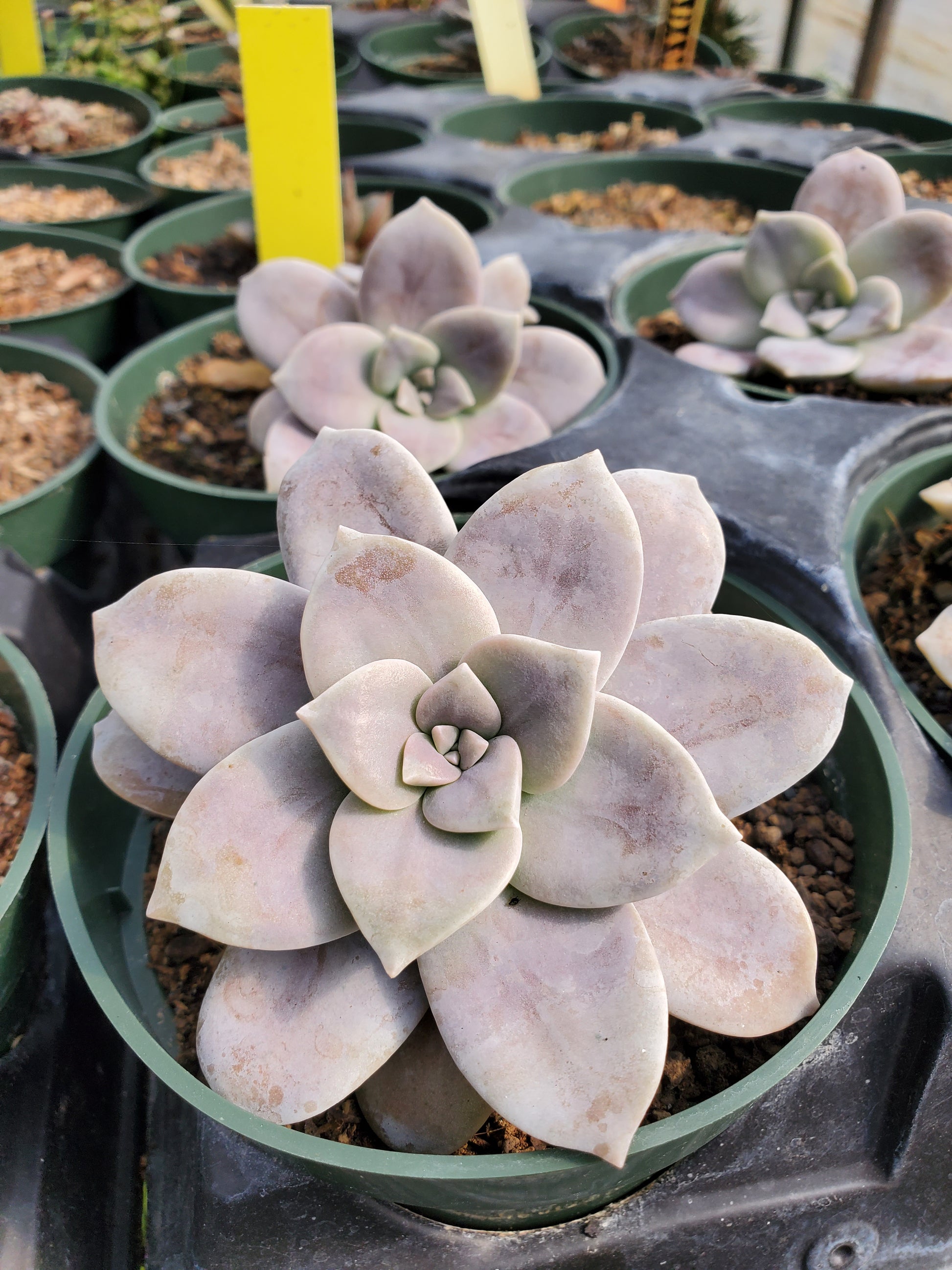 pentandrum succulent Graptopetalum pentandrum 'Superbum'