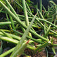 Sansevieria suffruticosa --Green Spears Snake Plant--