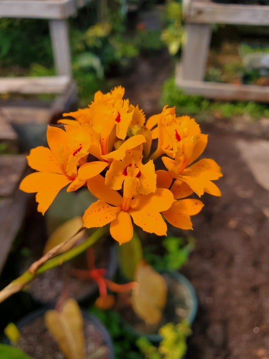 Epidendrum radicans --Fire-star Orchid--