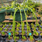 Rhipsalis paradoxa --Chain Cactus--