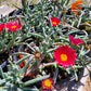 Malephora crocea --Red Rum Ice Plant--