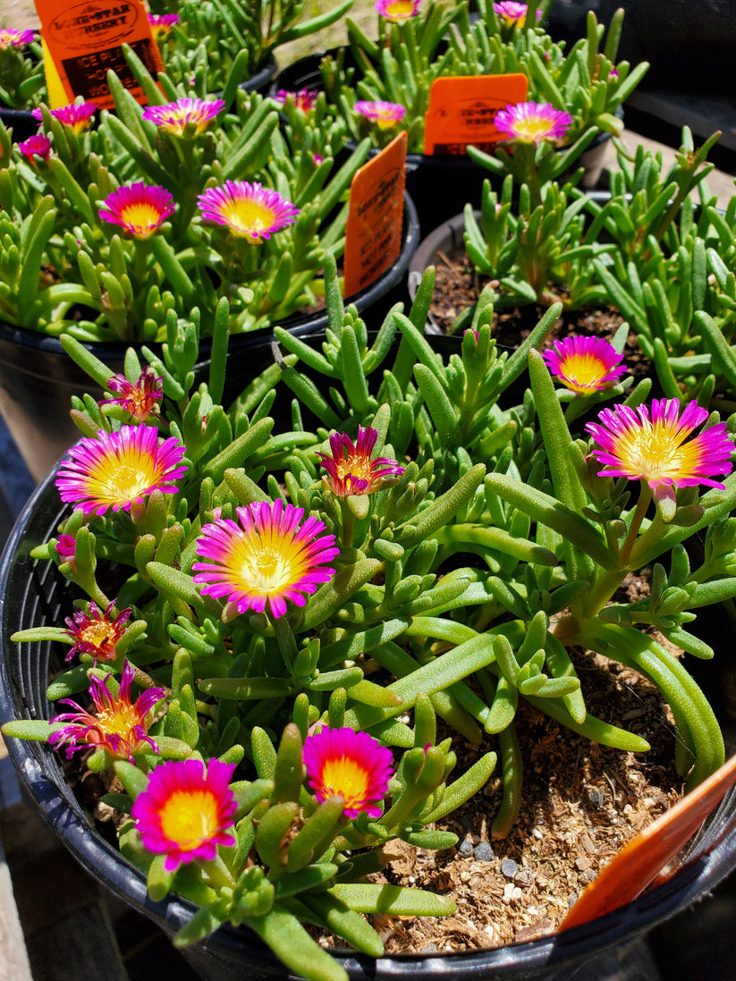 Delosperma Hot Pink Wonder Ice Plant Nursery Lockhart Lone Star Nursery