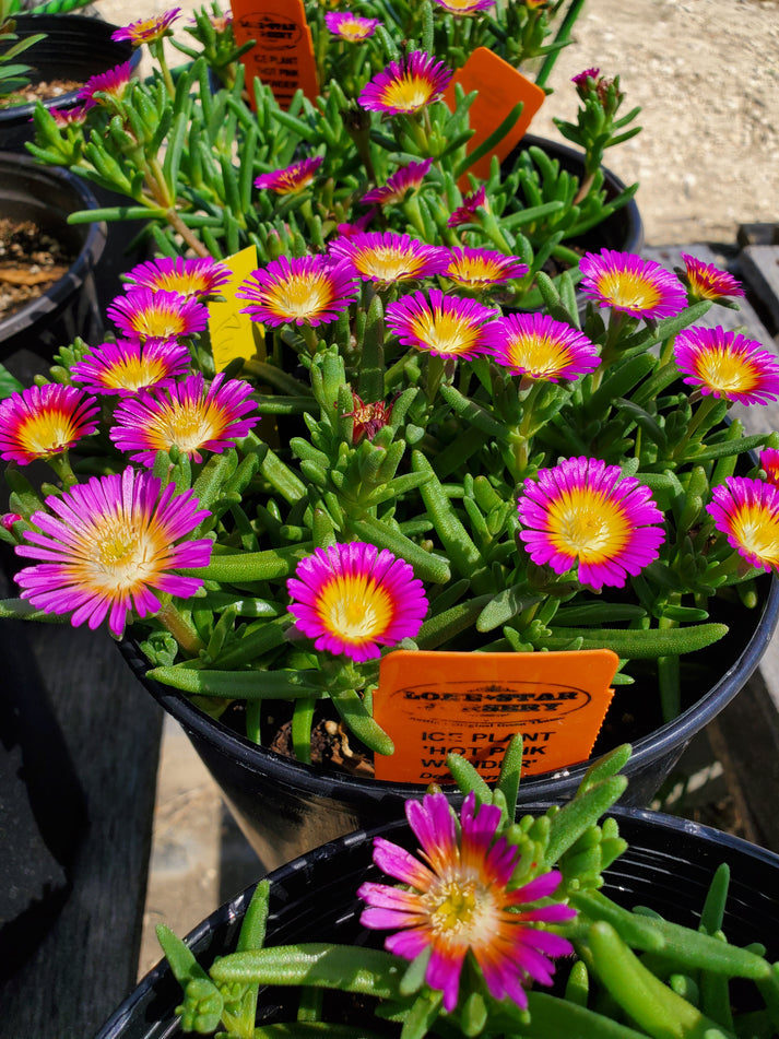 Delosperma Hot Pink Wonder Ice Plant Nursery Lockhart Lone Star Nursery