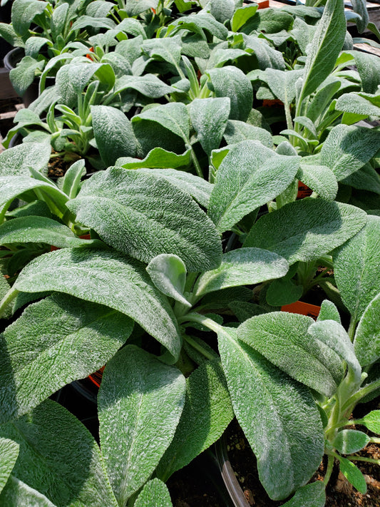 Stachys byzantina --Lamb's Ear--