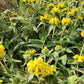 Phlomis fruticosa --Jerusalem Yellow Sage--