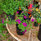 Verbena tenuisecta --Decked Out Verbena--
