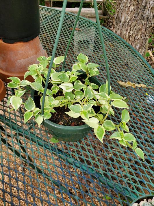 Peperomia scandens --Variegated Cupid Peperomia--